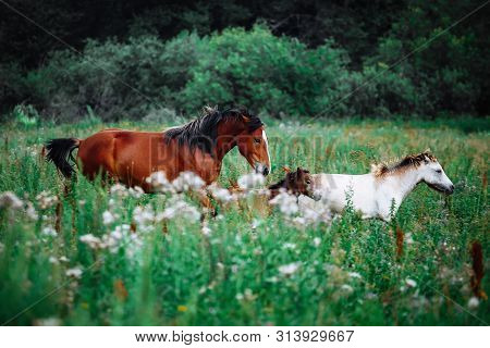 Trakehner Horses Running On A Field On A Summer Day