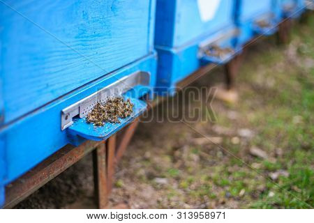 Dead Honey Bees - Poisoned By Pesticides And Gmos