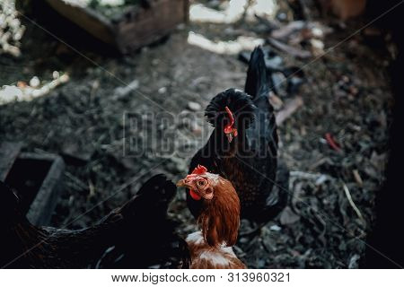 Brown Female Eggs Hen Standing Show Beautiful Plumage Feather Isolated White Background Use For Live