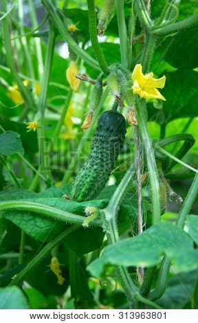 Cucumber On A Branch In The Greenhouse