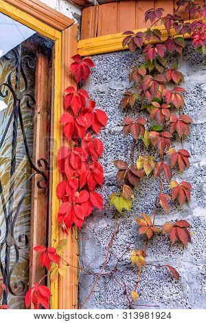 Rustic House Exterior With Red Leaves Of Virginia Creeper As Decoration. Autumn Countryside Backgrou