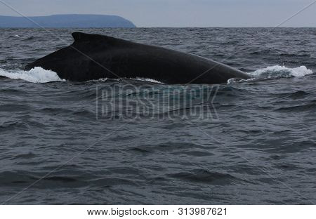 Close Up Of The Back From A Male Humpback Whale, Megaptera Novaeangliae, With Many Scars Visible