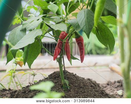 On The Bushes Hanging Red Peppers. Olericulture. Agriculture.
