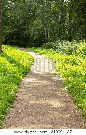 Park Path With Soft Stone Crumb, Green Grass, Birch Grove, Summer Vertical Background