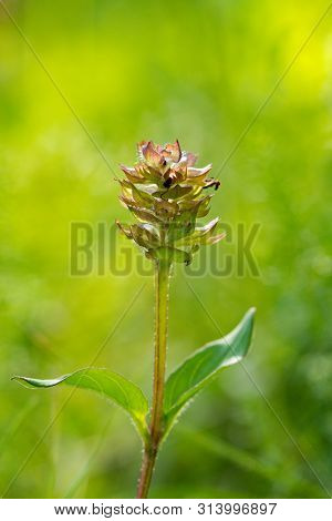 Prunella Vulgaris (prunella Vulgaris) Is A Herbaceous Plant Of The Labiatae Family.