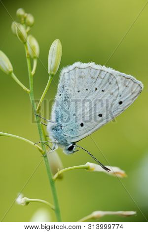 Common Blue (plebejus Idas) Is A Species Of Day Butterfly Of The Lycaenidae Family.