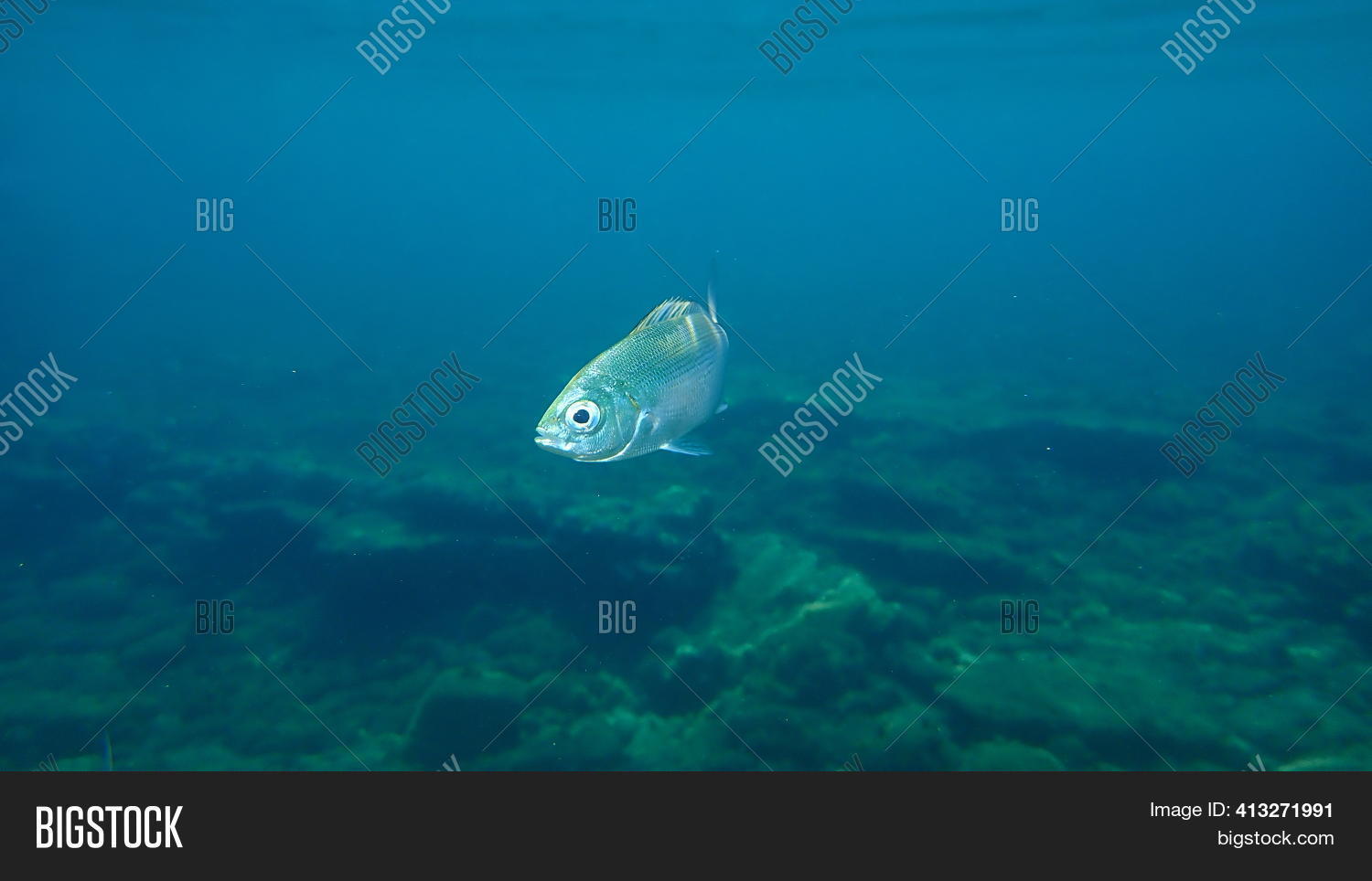 Saddled Seabream, Image & Photo (Free Trial) | Bigstock