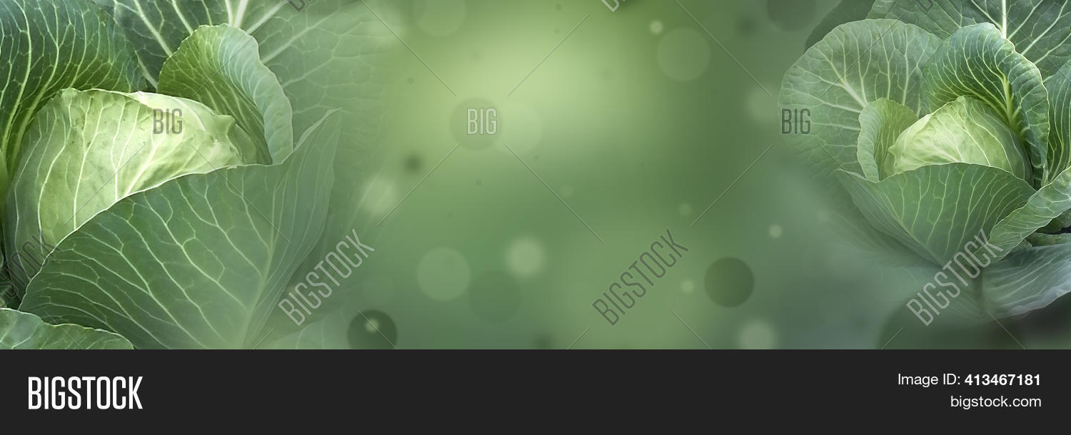 Banner Cabbage Heads Image & Photo (Free Trial) | Bigstock