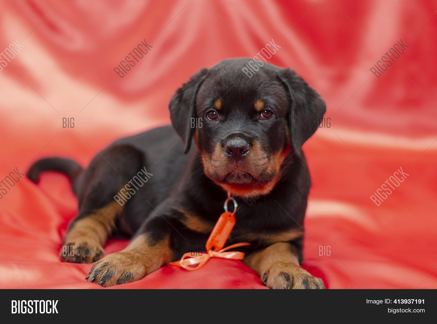 Red Rottweiler Puppies