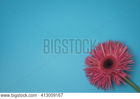 Pink Flower On The Blue Background, With Free Space For Text.