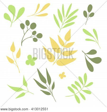 Different Hand-drawn Tree Leaves Set. Hand Sketched Flat Elements ( Olives, Fern, Branches, Feathers