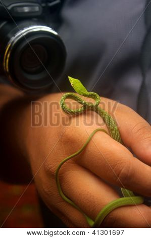 Wąż fotografii dzikiej przyrody