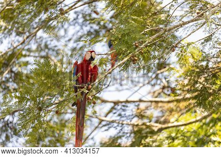 Two Red Parrots On A Tree During A Rest On A Tropical Tree On Their Natural Habitat, Osa, Ara Penins