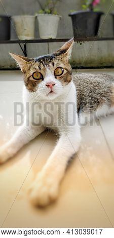 An Adorable Ferral Cat, Sitting On Front Porch Of My Hometown Village Family, When I Took His Pictur