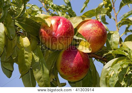 pesche