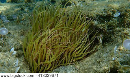 Snakelocks Anemone (anemonia Viridis) Undersea, Aegean Sea, Greece, Halkidiki