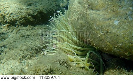 Snakelocks Anemone (anemonia Viridis) Undersea, Aegean Sea, Greece, Halkidiki