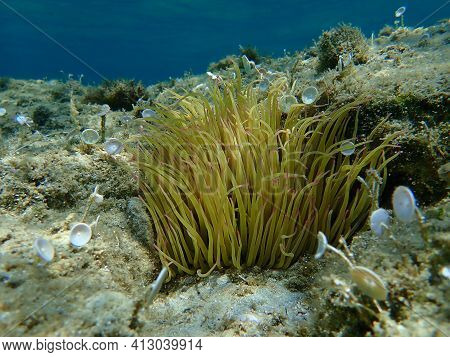Snakelocks Anemone (anemonia Viridis) Undersea, Aegean Sea, Greece, Halkidiki