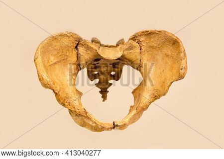 The Bones Of The Pelvis Of Homo Sapiens Modern Type (latin: Homo Sapi)) Isolated On A White Backgrou