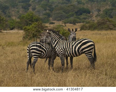 Zebragroup