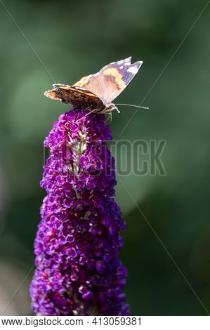 Red Admiral, Vanessa Atalanta, Butterflies On Buddleja Flower Or Butterfly Bush. High Quality Photo