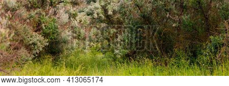 Loch Silvery Grove. Silverberry Or Elaeagnus Commutata Bushes.