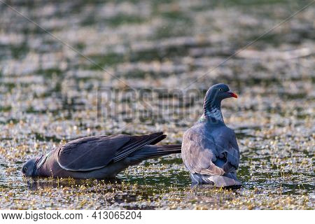 Wood Pigeon, Columba Palumbus, Two Bird In Water Of Lake.