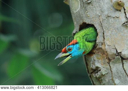 Beautiful Blue Throated Barbet (psilopogon Asiaticus) Is Watching Outside World From Its Nest, Tropi