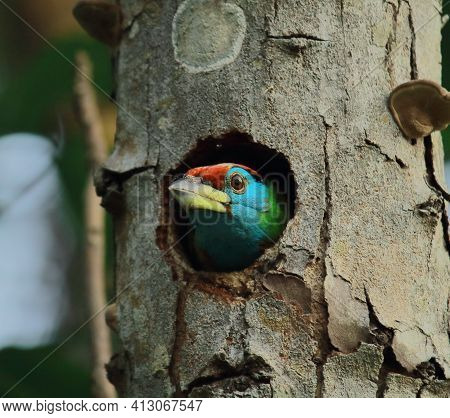 Beautiful Blue Throated Barbet (psilopogon Asiaticus) Is Watching Outside World From Its Nest, Tropi