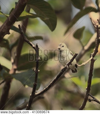 A Pale Billed Flowerpecker Or Tickll's Flowerpecker (dicaeum Erythrorhynchos) Is Sitting On A Branch
