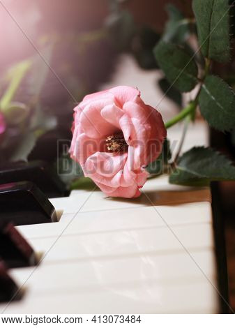 Pink Rose On Piano Keys So Close, Nature
