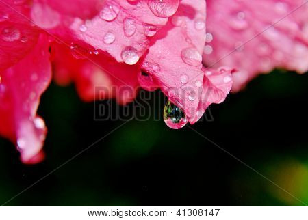 在 Bouganvilla 上的雨滴