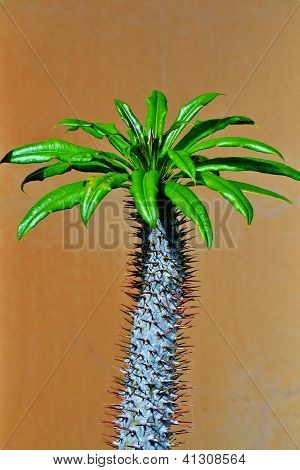 Madagaskar-Palme