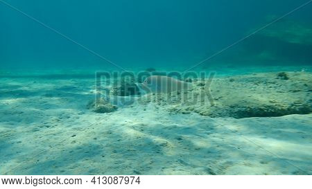 Pearly Razorfish Or Cleaver Wrasse (xyrichtys Novacula) Undersea, Aegean Sea, Greece, Halkidiki