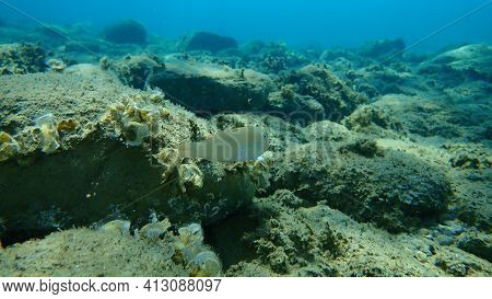 Pearly Razorfish Or Cleaver Wrasse (xyrichtys Novacula) Undersea, Aegean Sea, Greece, Halkidiki