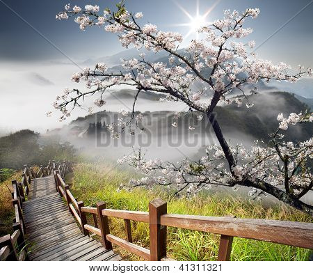 Sakura-Postkarte