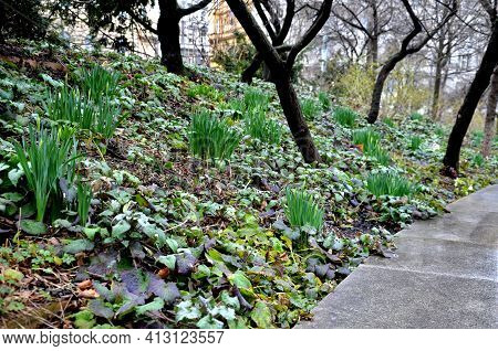 The Retaining Wall At The Large Staircase In The Park Is A Flowerbed Area Planted With Rich Greenery