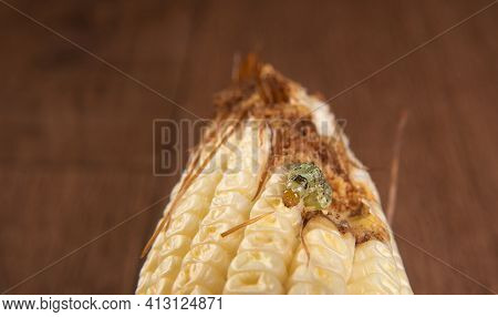 Corn Caterpillar In Detail On A Cob, Selective Focus.