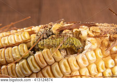 Corn Caterpillar In Detail On A Cob, Selective Focus.