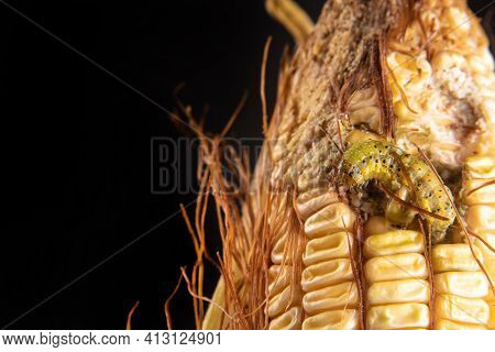 Corn Caterpillar In Detail On A Cob, Black Background, Selective Focus.