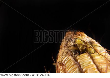 Corn Caterpillar In Detail On A Cob, Black Background, Selective Focus.