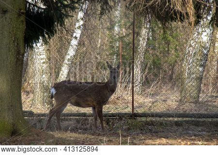 A Small Roe Deer Stands Under A Tree Against The Backdrop Of A Mesh Fence