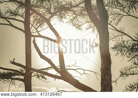 Sunset In The Pine Forest Of Florida's Everglades National Park