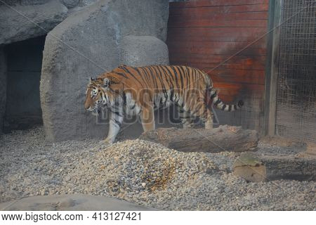 Tiger Walking In The Zoo In Budapest Seen From Near