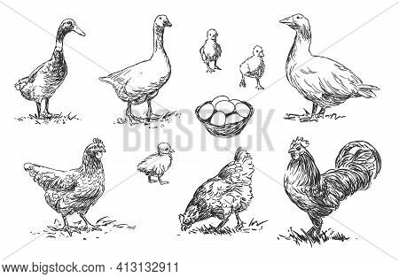Poultry - Set Of Farm Animals Illustrations, Black And White Drawings