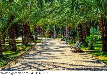 Walking Through The Palmeral Of Elche In Spain - A Palm Grove