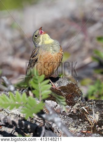 Ortolan Bunting Is Beautifully Singing Bird In Spring
