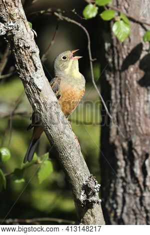 Ortolan Bunting Is Beautifully Singing Bird In Spring