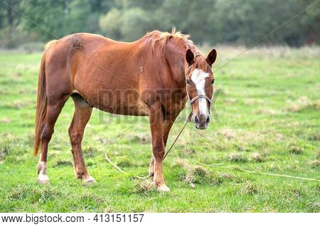 Beautiful Chestnut Horse Grazing In Summer Field. Green Pasture With Feeding Farm Stallion.