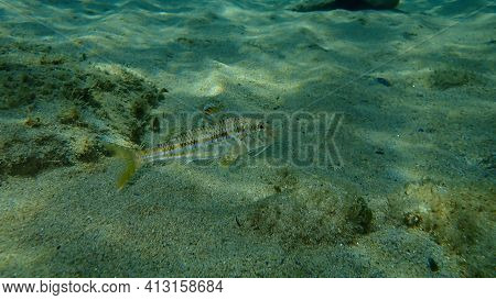 Striped Red Mullet Or Surmullet (mullus Surmuletus) Undersea, Aegean Sea, Greece, Halkidiki